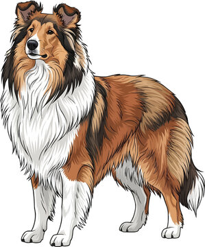 Rough Collie dog standing alert looking away vector illustration