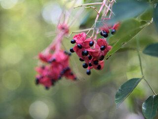 9月に実った可愛らしいゴンズイの赤い実