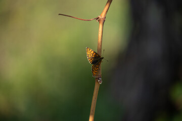vista macro di una bellissima piccola farfalla dalle ali color arancione, ferma su un ramo di pianta di vite, di giorno