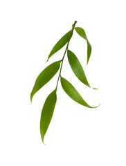 Small sprig of italian ruscus (DANAE RACEMOSA) with fresh leaves isolated on white or transparent background