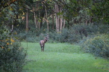 deer in the forest