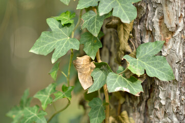 english ivy growing on the tree bark in the forest