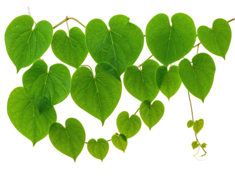 Lush green heart-shaped leaves cascade from brown branches, isolated on black
