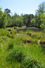 Mare foresti&egrave;re