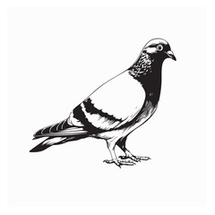 Fototapeta premium Black and white illustration of a pigeon standing bird image vector