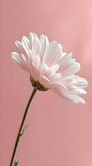 Obraz premium A beautiful pale pink chrysanthemum flower with numerous delicate petals and a slender green stem is presented against a soft pink backdrop