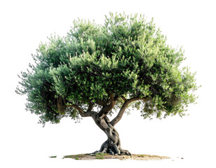 A majestic olive tree with a gnarled trunk and lush green foliage against a void