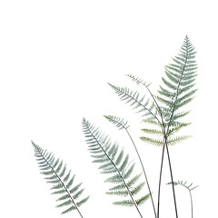 Naklejka premium Several delicate fern fronds reaching upwards against a bright white background, highlighting their unique structure and natural grace