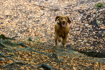 Vizsla in the forest