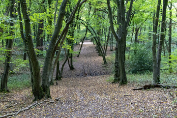 path in the forest