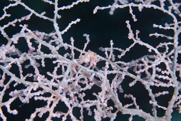 pygmy seahorse (Hippocampus denise)