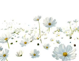 A field of white flowers with yellow centers, set against a dark background
