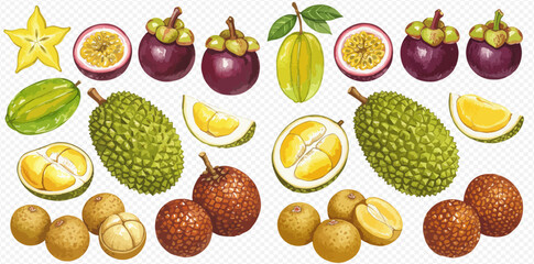 Illustration of various tropical fruits including mangosteen, passion fruit, durian, longan, and carambola.