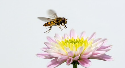 Striped hoverfly gracefully descends onto a vibrant pink and yellow flower basking in clear bright sunshine