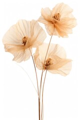 Dried flower blossom anemone anther.