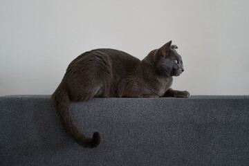 A beautiful gray cat is lounging gracefully on a cozy couch, displaying its striking and captivating features