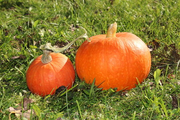 very beautiful orange pumpkin on an autumn background