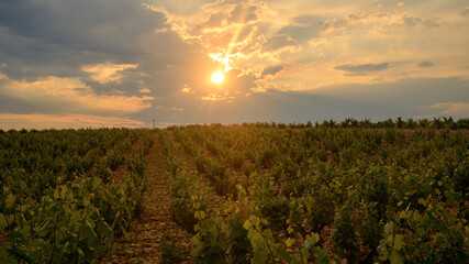 Naklejka premium Landscape near Orange (Provence)