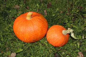 very beautiful orange pumpkin on an autumn background