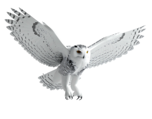White owl with patterned wings spreads its wings, black background