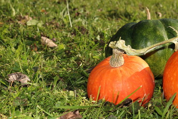 very beautiful orange pumpkin on an autumn background