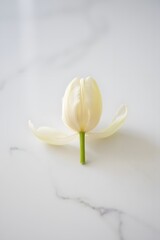 Obraz premium Close up of a single white tulip flower with a green stem on a white marble background surface
