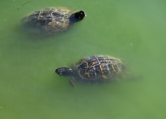 Turtles in the lake summer time