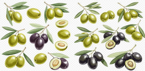 Illustration of green and black olives on branches with leaves, isolated on a transparent background.