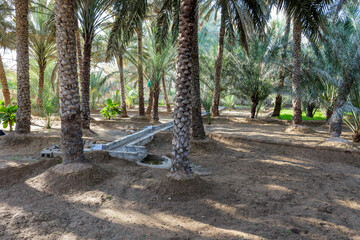 Palm trees and the ancient falaj irrigation system in Al Ain Oasis, UAE. This traditional water channel keeps the oasis green, offering shade and coolness in the desert heat