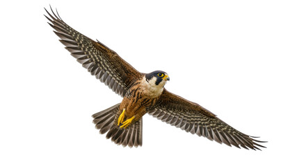 Peregrine falcon flying PNG isolated on transparent background, bird of prey with outstretched wings for wildlife and nature designs