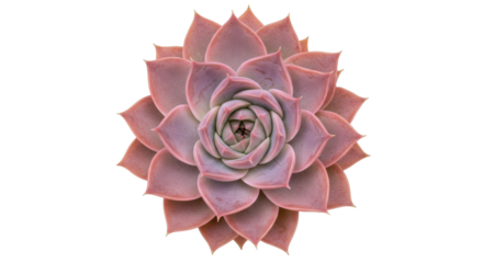 Pink succulent plant isolated on transparent background, echeveria elegans rosette with fleshy leaves for botanical design and decoration