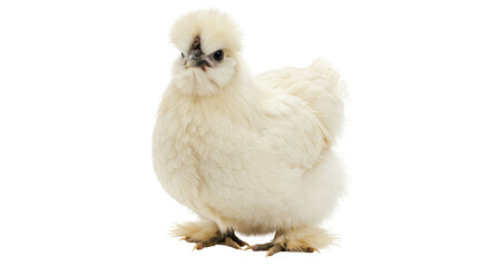 Fluffy Silkie chicken isolated PNG on transparent background, domestic fowl with soft plumage for poultry farming and animal husbandry © Miguel