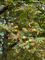 Chestnuts in the tree autumn time