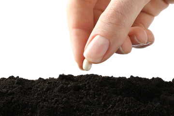 Woman putting bean into pile of fresh soil on white background, closeup