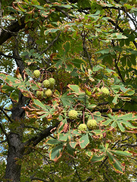 Chestnuts in the tree autumn time
