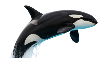 Majestic orca whale jumping out of the water isolated on transparent PNG, killer whale marine mammal for wildlife and conservation themes