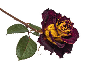 Close-up of a dried, decaying rose with burgundy petals and green leaves