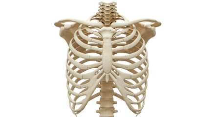 Human rib cage isolated on transparent background, skeletal anatomy of thorax for medical and...