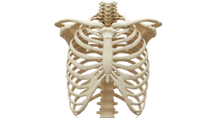 Human rib cage isolated on transparent background, skeletal anatomy of thorax for medical and educational use PNG
