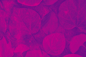 Artistic overlay with autumn leaves in rich magenta and fuchsia tones. Moody, retro effect, strong color blocks, detailed leaf structure. Great for covers, creative product design