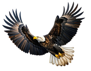 Fototapeta premium Majestic bald eagle soaring with wings outstretched against a black background