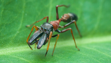 Ant-mimic jumping spider myrmarachne resting on green leaf