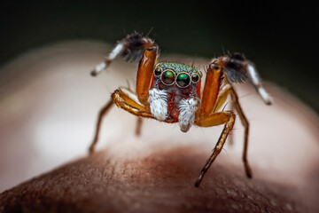 Jumping spider displaying colorful face macro close-up
