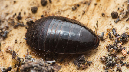 Cockroach insect crawling on wooden surface