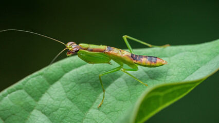 Green praying mantis nymph resting on a leaf