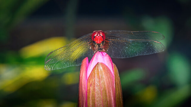 Red dragonfly balancing on pink water lily bud