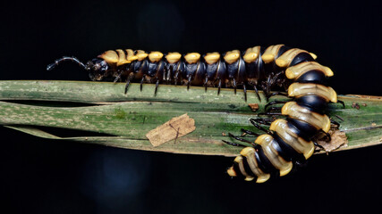Millipede crawling on green leaf with dark background