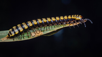 Millipede walking on green leaf at night