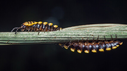 Millipede walking on green twig with reflection