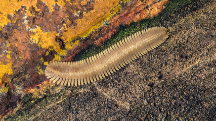 Millipede crawling on colorful textured rock surface
